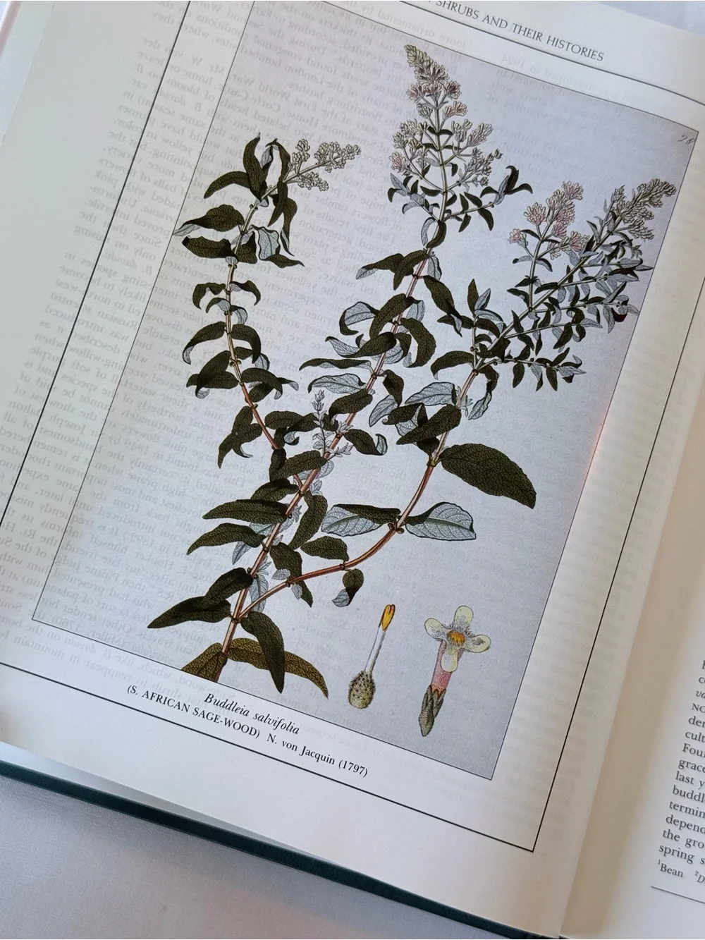 Garden Shrubs and Their Histories - Pink Hardcover by Alice M. Coats